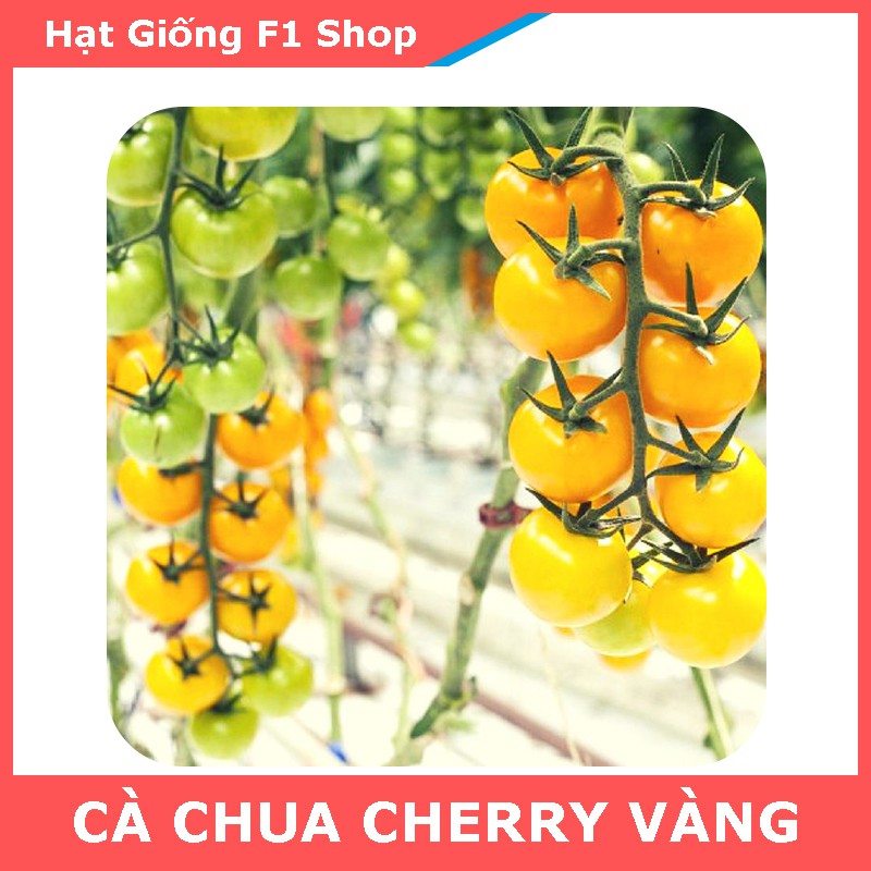 Hạt Giống Cà Chua Cherry Vàng Lai F1 Sai Trái