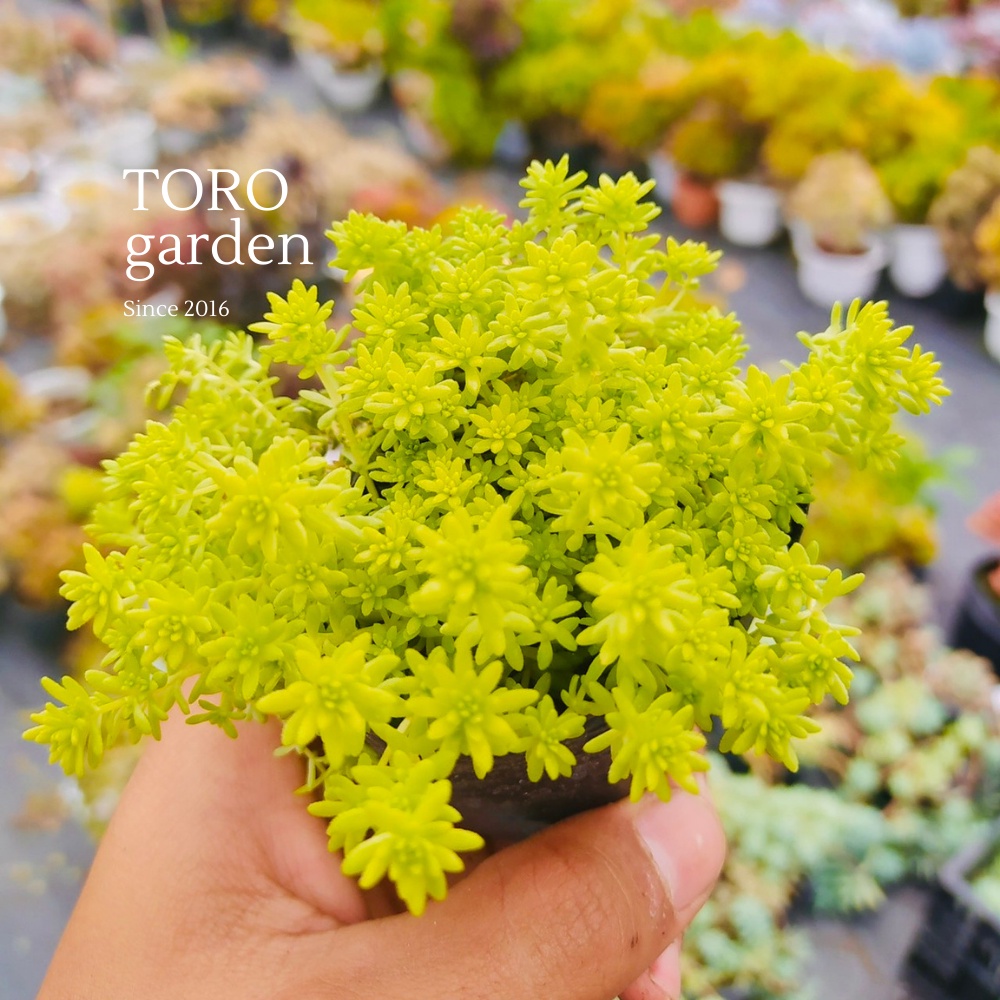 CỎ SEDUM VÀNG ĐÀ LẠT SIZE BÉ, SIÊU KHOẺ ĐẸP, THUẦN MỌI KHÍ HẬU, HƯ 1 ĐỔI 1