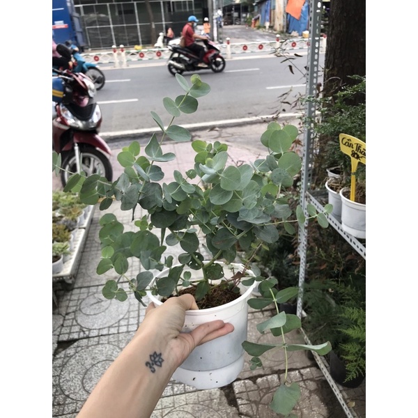 Cây Khuynh Diệp lá bạc xanh quanh năm nhiều nhánh, thơm ngát, dùng để cắm hoa