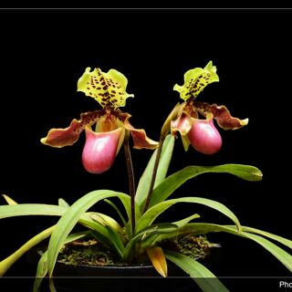 1 cây lan hài Henry chưa hoa