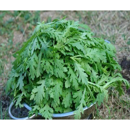 Hạt giống rau cúc nếp  CT16 - Gói 10gram