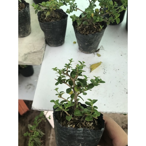 Sam hương cây phôi mini