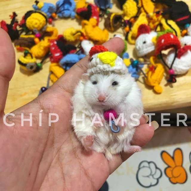 Mũ Len chụp ảnh cho Hamster