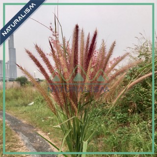 Cỏ Đuôi Chồn Tươi Khô Màu Tự nhiên 100% Naturalism