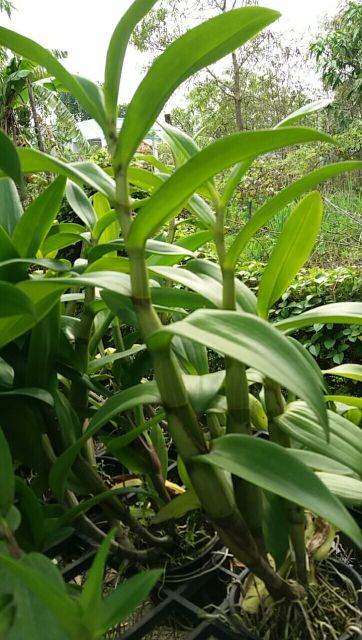 Denro nắng gieo hạt