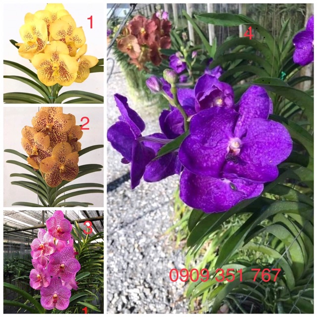 Hoa lan Vanda giống hoa to