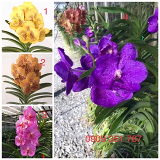 Hoa lan Vanda giống hoa to