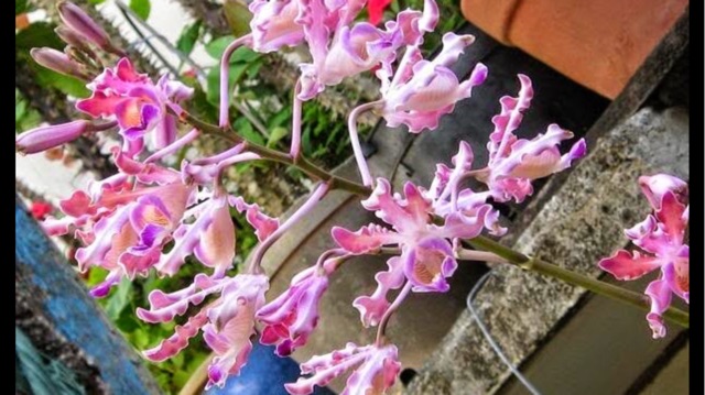 Hoa lan ống điếu cây trưởng thành sắp hoa