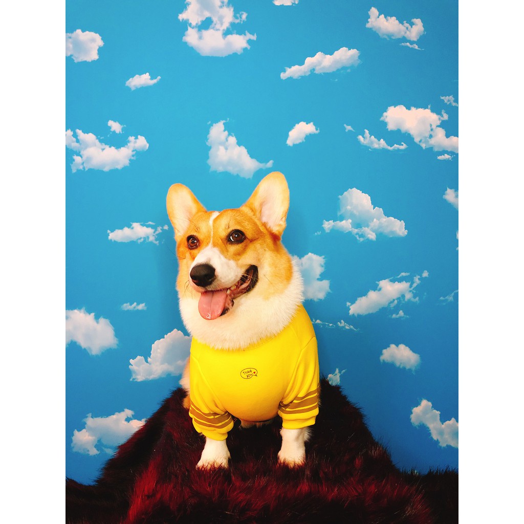 ÁO CORGI GẤU HÀN QUỐC SIÊU DỄ THƯƠNG SIZE L(5>9KG)