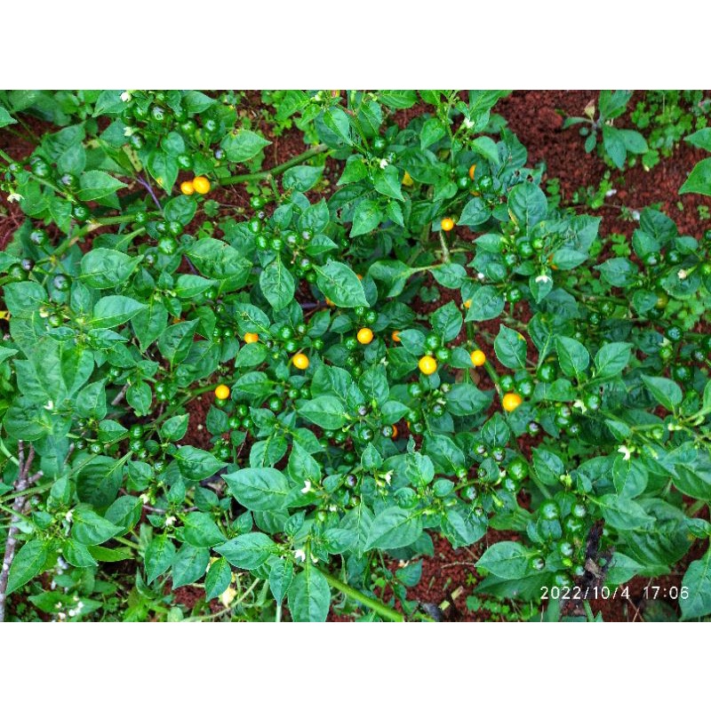 Hạt giống ớt Charapita-Peru  đắt nhất thế giới F1