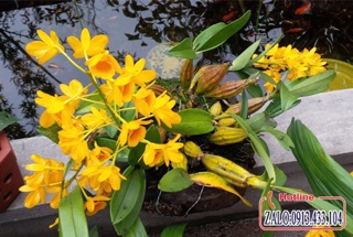 lan rừng 0,5kg(5 -7 thân ) hoàng lạp (hàng đa thân xuống lá)