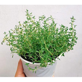 hàng sẵn-CHẬU XẠ HƯƠNG Thyme RẤT THƠM, KHỎE TUYỆT VỜI Ship 30phut 200ktặng0.5Ldịchtrùn KHO Q11, 7, 9,THỦĐỨC,PHÚNHUẬN