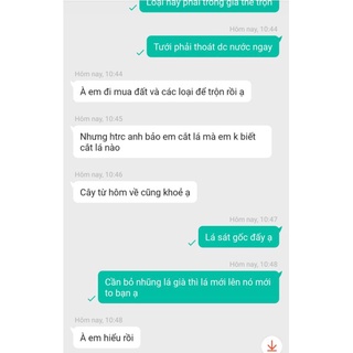 trầu bà lá xẻ, monstera deli