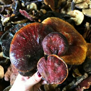 1kg nấm lim xanh