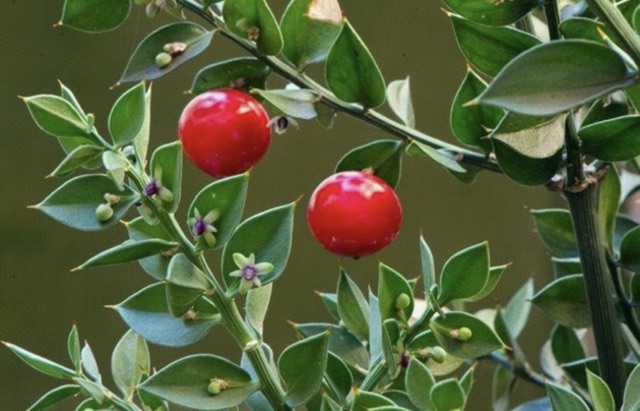 Chậu cứng đậu chổi Butcher - Ruscus Aculeatus
