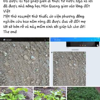 Hạt giống cây rau La Bặc - LBNga