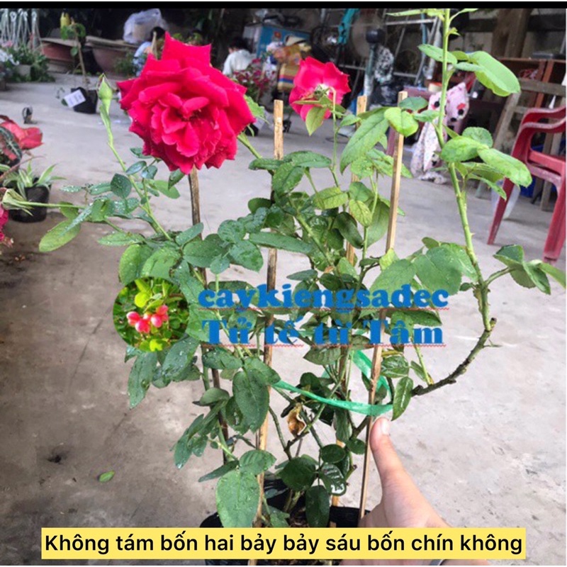 Caykiengsadec hoa Hồng nhung + tặng phân bón - hoa kiểng lá - trang trí nội thất cảnh quan sân vườn ngoài trời