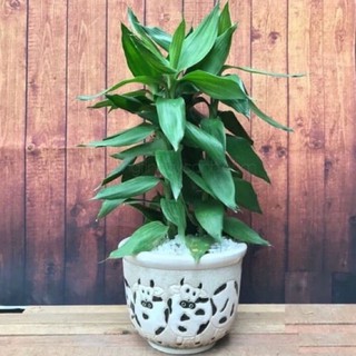 Phát tài búp sen trên 30cm - cây nhổ gốc có rễ, bầu đất