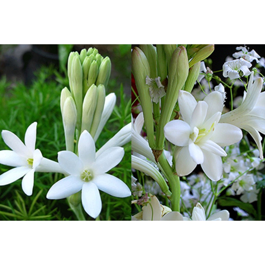 combo 5 củ giống hoa huệ ta trắng thơm (hoa dạ lan hương)- củ giống size mẹ