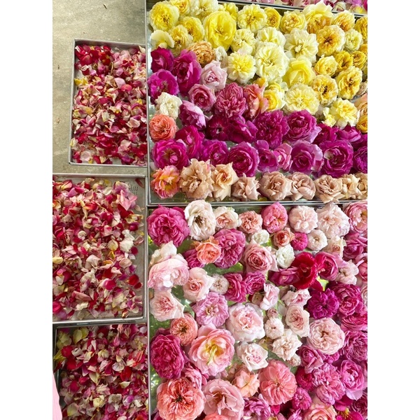 Trà Ngũ Hoa Dưỡng Nhan Dưỡng TAMY hũ thuỷ tinh 250g giúp phái đẹp detox, đẹp da, đen tóc, đốt mỡ, cân bằng nội tiết tố | Thế Giới Skin Care