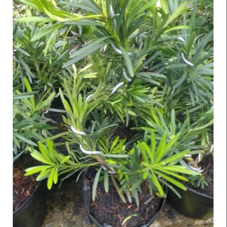 Cây tùng la hán bonsai mini