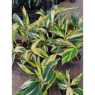 Chậu cứng riềng var - Variegated Shell Ginger