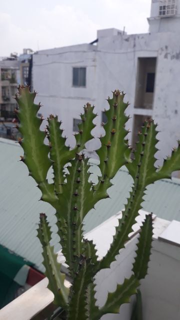 NHÁNH XƯƠNG RỒNG EUPHORBIA LACTEA CUTTING