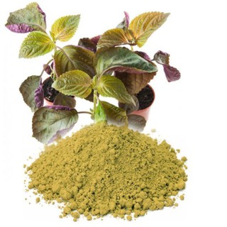 Bột tía tô nguyên chất quảng thanh 100g