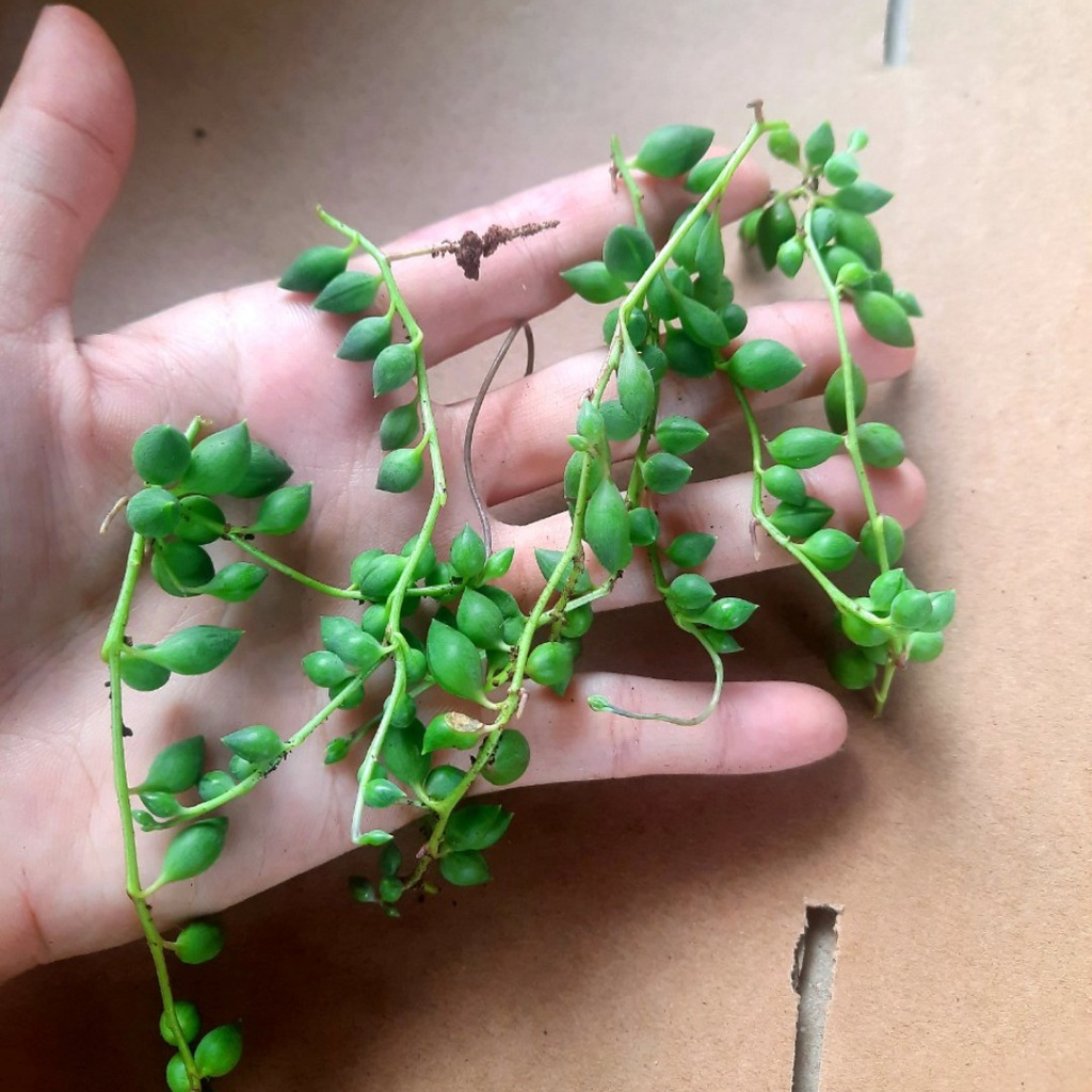 - Nhánh Sen Đá Giống - sen đá sedum chuỗi bi - mua tới đâu cắt tới đó MAYAA