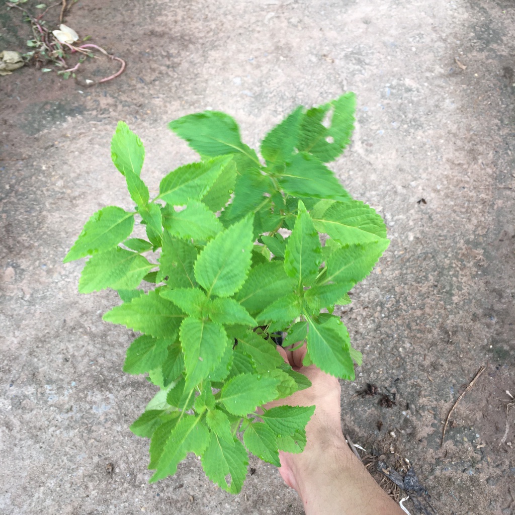 Cây Rau Kinh Giới,Cây Gia Vị Không Thể Thiếu Của Mọi Nhà