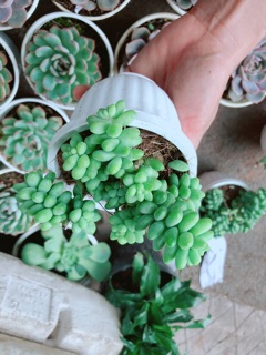 Cây Chuỗi Ngọc 50k/chậu