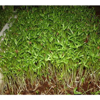 Hạt giống mầm rau muống Thái Lan