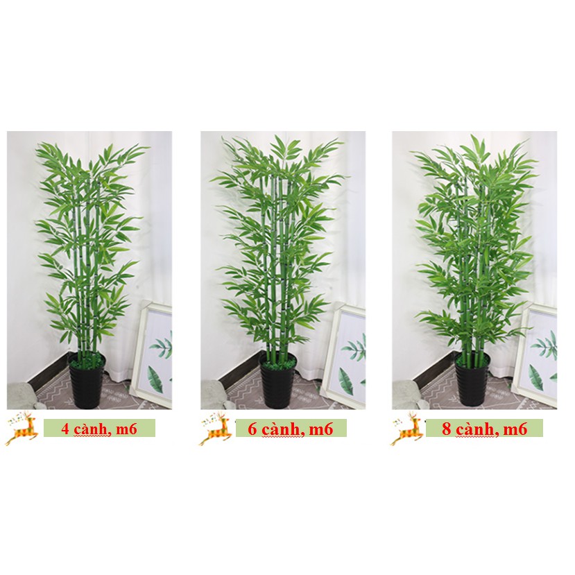 Cây Tre Trúc Cảnh