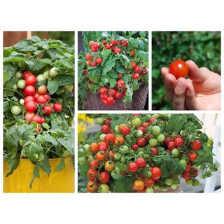 HẠT GIỐNG CÀ CHUA BI ĐỎ LÙN