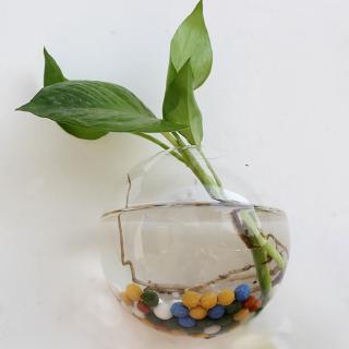 Chậu hoa thủy tinh treo tường trang trí