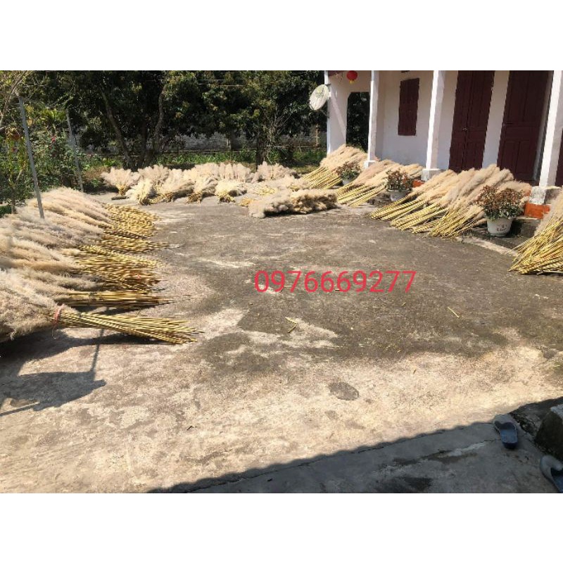 Bông lau xù màu xám tự nhiên phơi khô zie to