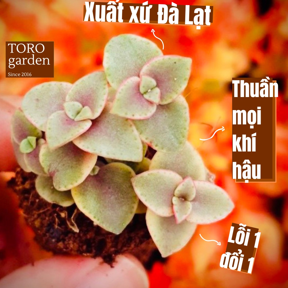 Sen đá sedum vảy rồng Đà Lạt size mini cây cảnh trang trí nhà cửa Toro garden
