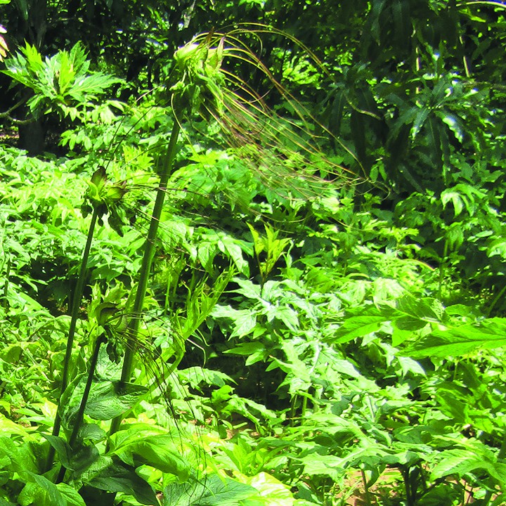 BỘT NƯA  NGUYÊN CHẤT THANH NHIỆT CƠ THỂ TỐT CHO SỨC KHỎE