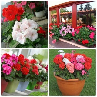 Cây phong lữ đứng/ cây hoa phong lữ thảo