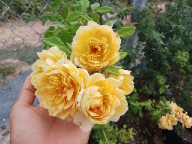 Cây hoa hồng ngoại golden celebration - Hoa kiểng Nguyễn Lộc- Cây giống chất lượng cao