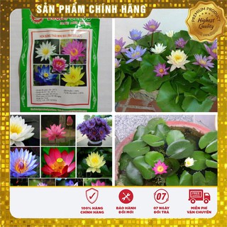Hạt Giống Súng Thái Mini (5 hạt )