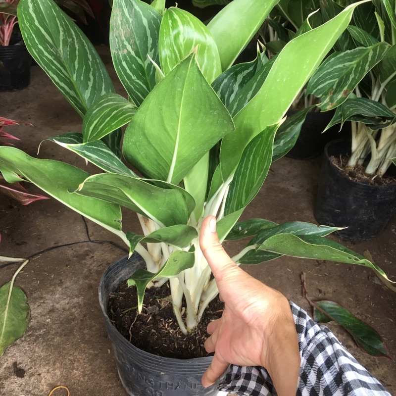 Cây Bạch Mã Hoàng Tử Bụi Lớn Tán Xum,Cây Nội Thất,Trang Trí
