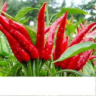 Hạt Giống Ớt Chỉ Thiên Siêu Cay 1gr