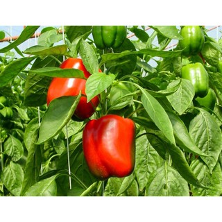 Hạt giống ớt chuông đỏ - tặng thêm gói hạt giống ngẫu nhiên