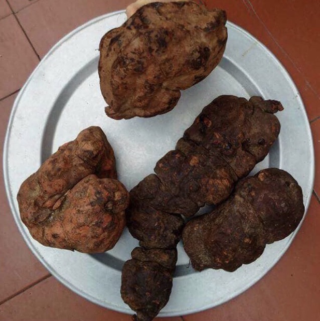 Hà thủ ô đỏ đã chế đậu đen, trà hà thủ ô 10gói 20gram | BigBuy360 - bigbuy360.vn