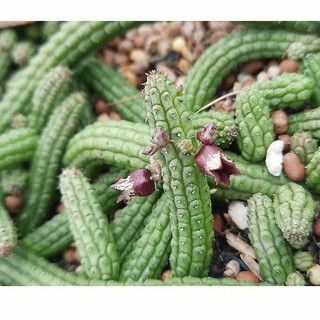 Sao biển Echidnopsis ericiflora