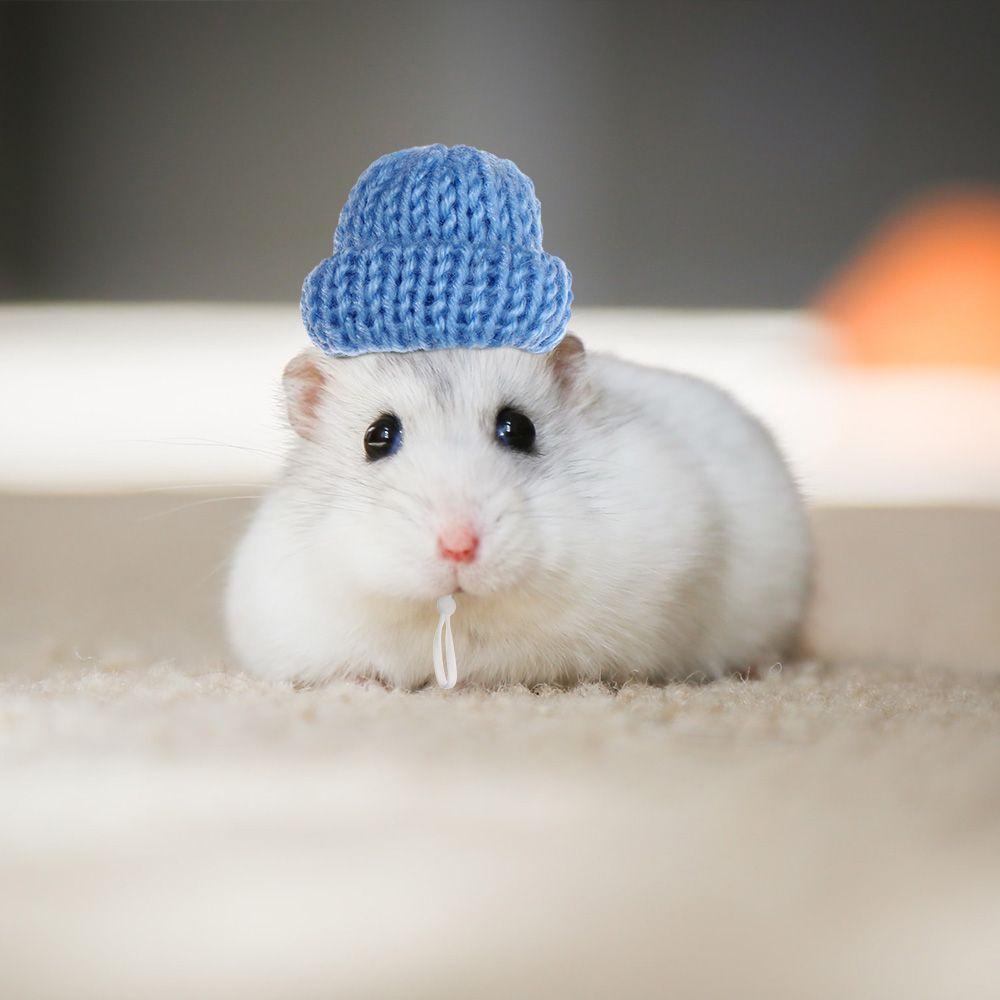 LEISURE Set 2 Mũ Len Màu Trơn Thời Trang Cho Thú Cưng