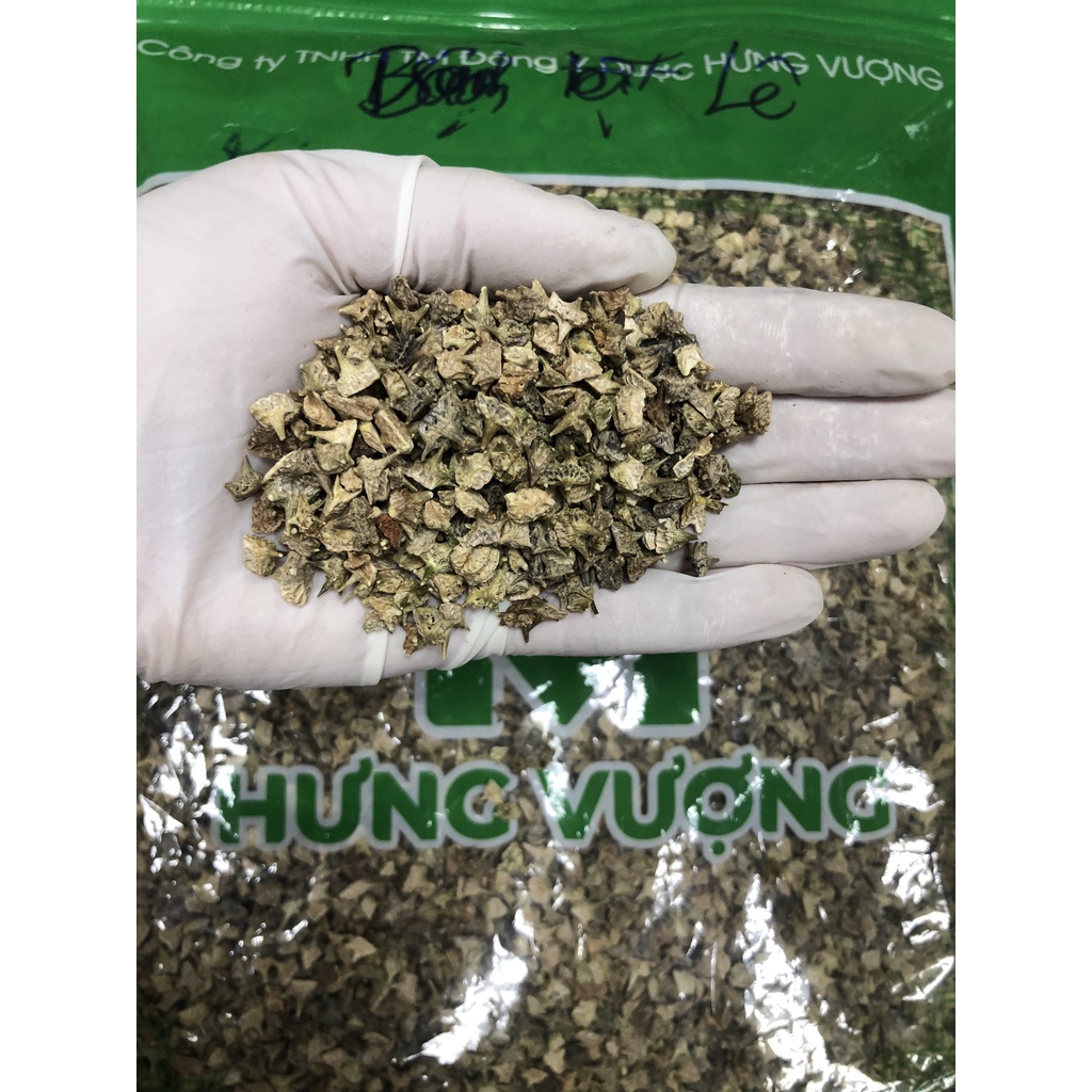 Bạch Tật Lê Đông Bắc