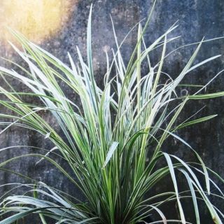 Cây lan chi lá dài/ cỏ lan chi