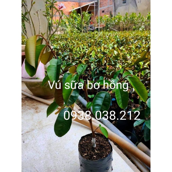 CÂY VÚ SỮA BƠ HỒNG